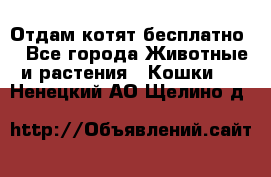 Отдам котят бесплатно  - Все города Животные и растения » Кошки   . Ненецкий АО,Щелино д.